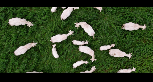 Troupeau de moutons dans un pré