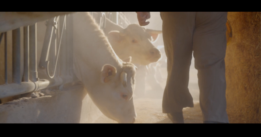 Vache dans une étable